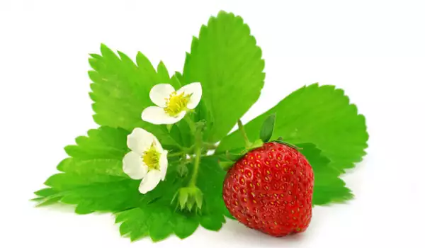 Why Aren`t Strawberries Producing?