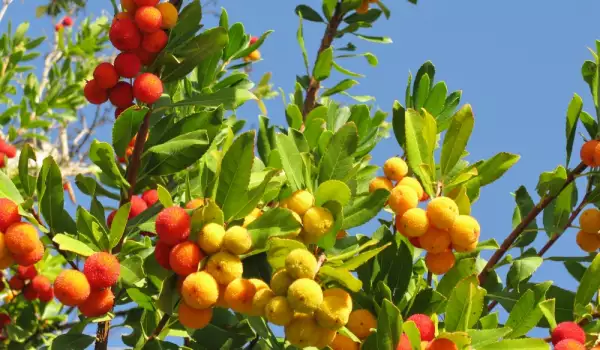 Strawberry tree