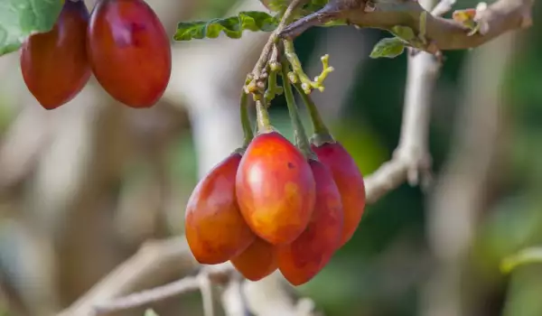 Tamarillo Tree