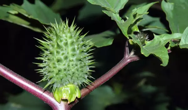 Datura plant