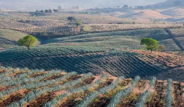 Agave Plantations