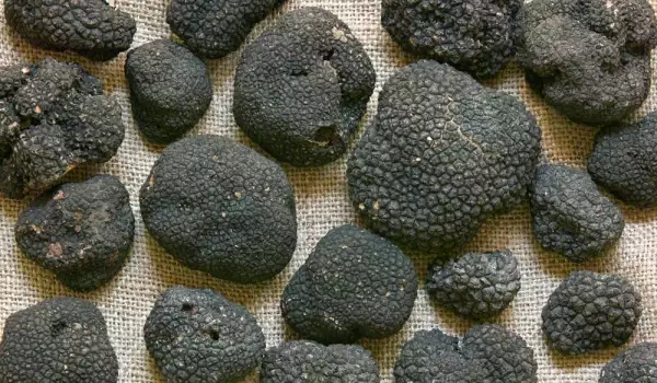 Black Truffles