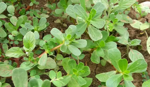 Purslane