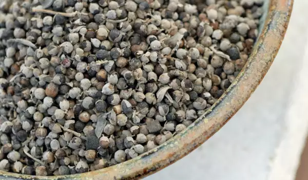 Vitex  seeds