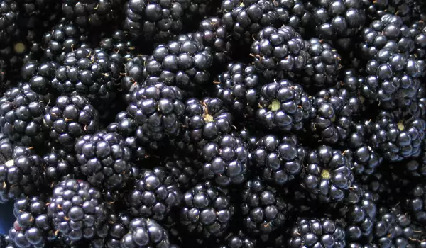 How to Dry Blackberries?