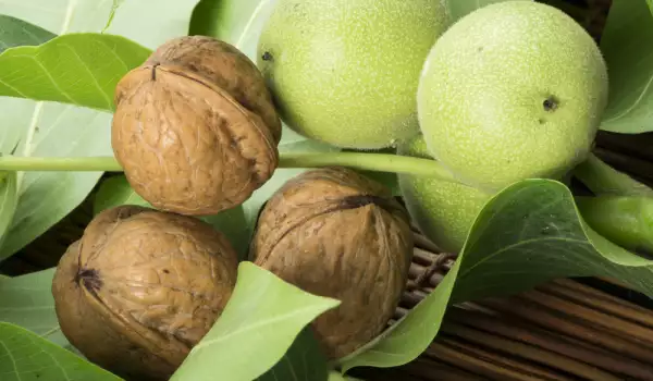 Folk medicine with walnut leaves