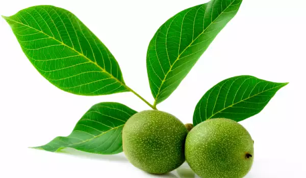 Benefits of walnut leaves