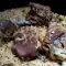 Oven-Baked Lamb with Rice and Bulgur