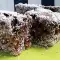 Lamington Cakes with Coconut