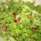 Spring Salad with Buckwheat and Pomegranate