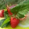 Acacia, Strawberry and Lemon Balm Syrup