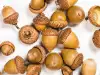 Health Benefits of Acorns