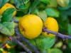 When are Quinces Harvested?