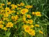 Arnica