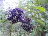 The Healing Power of Black Elder