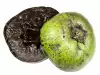 Black Sapote