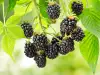 How are Blackberries Stored?