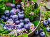 What Do Blueberries Contain?