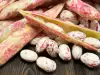 Borlotti Beans - Tasty and Dietary