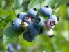 Blueberries protect against colon cancer