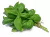 How To Store Basil?