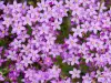 Common Centaury