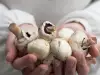 How to Peel Mushrooms?