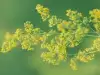 Folk Medicine with Lady's Bedstraw