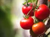 How to Make Tomatoes Ripen Faster?