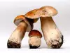 How to Check if Mushrooms are Poisonous?