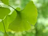 Ginkgo Biloba