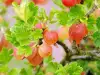 Gooseberries