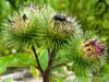 Burdock