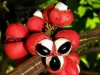 Guarana