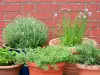 Why Should You Grow Green Herbs and Spices at Home?