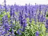 Hyssop