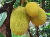 Jackfruit