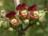 Figwort