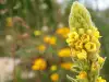 Mullein