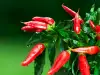 What Substance Makes Hot Peppers Spicy?