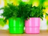 Storing Dill and Parsley