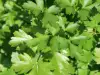 Parsley