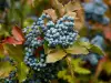 Mahonia Fruits are Brimming with Vitamin C