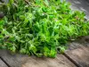 How to Dry Marjoram?