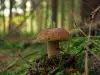 In What Time Do Porcini Mushrooms Grow?