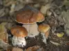 Can Porcini Mushrooms be Grown at Home?