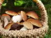 When are Porcini Mushrooms Harvested?