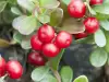 Bearberry