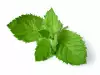 Health Benefits of Mint