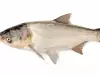 Bighead Carp